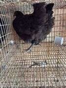 2 Black Australorp Pullets