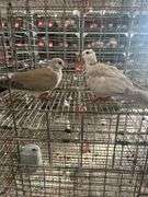 2 Doves