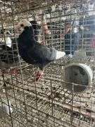 Roller Pigeon