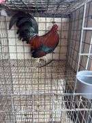 BB Red Banty Rooster