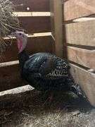 Hen Turkey