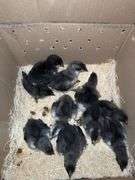10 Blue/Black Copper Maran Chicks - 2 Wks Old