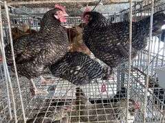 3 Plymouth Rock Laying Hens