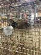 Brown Flemish Giant Mini Rex