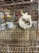 Lionhead Buck Proven 2 Years Old