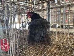 Black Hen