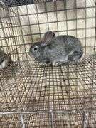 American Chinchilla Buck - 9 Wks Old