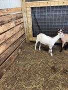 White Saanen Alpine Buckling - 3.5 Months Old
