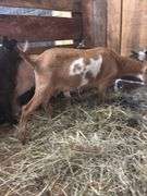 Red w/ White Spots Nigerian Dwarf Nanny