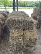 10 1st Grass