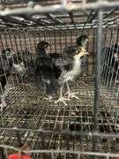 4 White Face Black Spanish Pullets