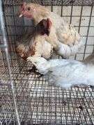 3 Leghorn Cross