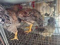2 Bielefelder Roosters