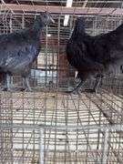 2 Ayam Cemani Hens