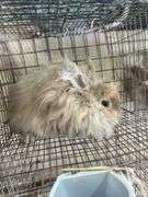 Peach English Angora Doe