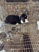 Holland Lop Doe - Exposed