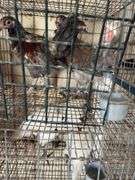 2 Easter Egger Pullets