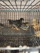 3 Blue Laced Gold Wyandotte Pullets