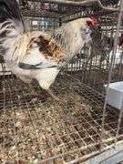 Young Easter Egger Rooster