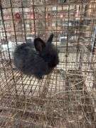 Black Angora Buck - 3 Months Old - Friendly