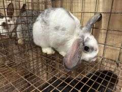 Mini Lop Cross Buck - 10 Wks Old