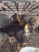 4 Young Roosters