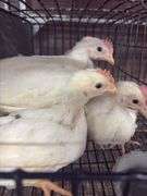 4 White Leghorn Cockerels