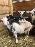 Tri Color Nigerian Dwarf Nanny - Exposed