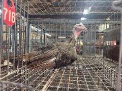 Royal Palm Tom Turkey- 12 Wks Old