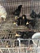 5 Rustic Rock Pullets