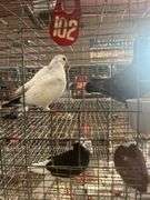 2 Homer Pigeons