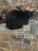Black Bunny