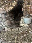 Silkie Rooster