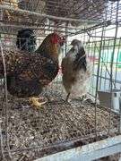 2 Barnyard Mix Hens