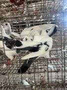 4 Young Homing Pigeons