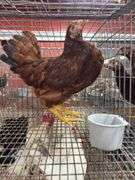 2 Rhode Island Red Pullets