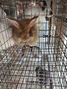 Peach Satin English Angora Buck