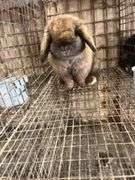 Brown Holland Lop Buck
