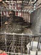 5 Plymouth Barred Rock Hens