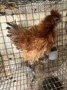 Fuzzy Silkie Pullet