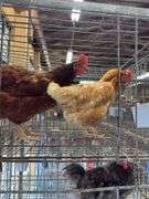 2 Barnyard Mix Hens