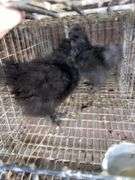 2 Silkie Chicks