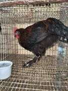 Black Copper Maran Rooster - From Dark Lines