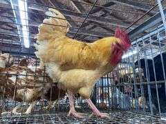 Rooster