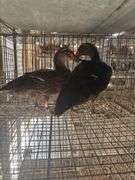 Pair Rouen Ducks