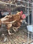 4 Isa Brown Hens