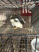2 Guineas - 1 White 1 Pearl