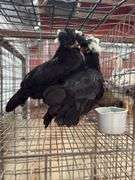 2 White Crested Polish Cockerels