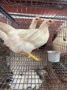 2 Amberlink Pullets