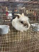 Lionhead Buck Proven 2 Years Old